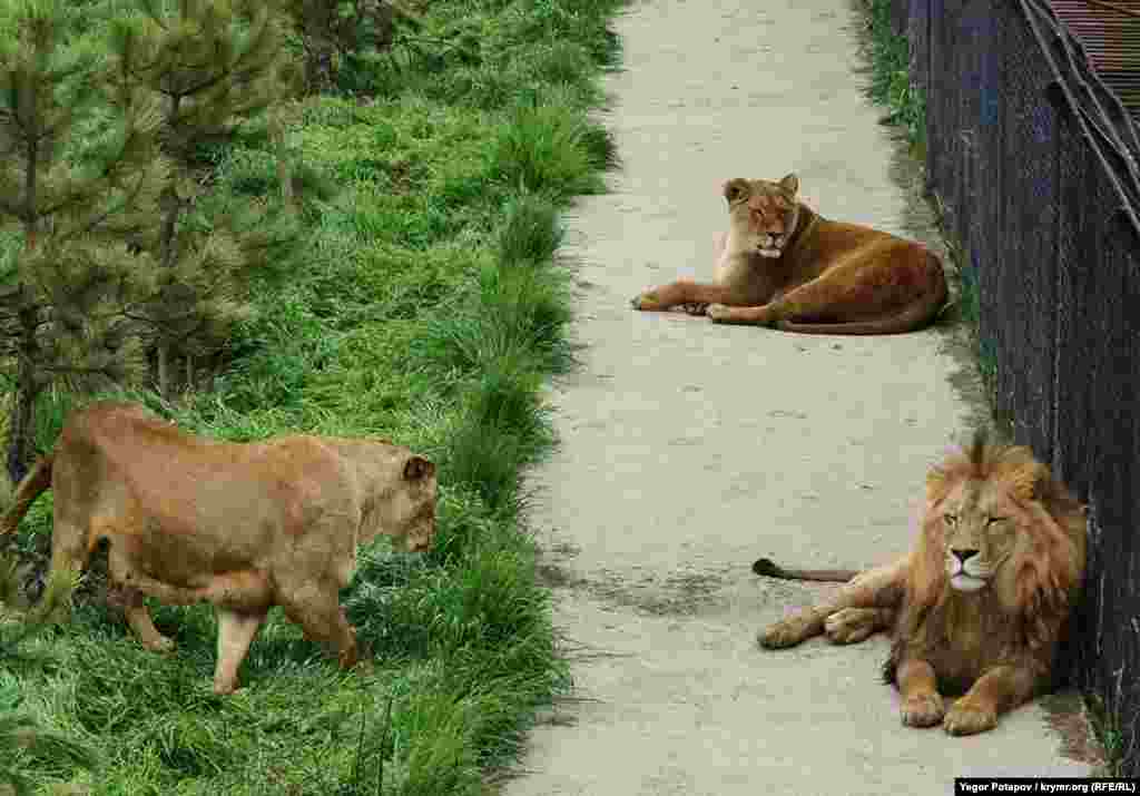 Зачастую львы, выйдя в &laquo;саванну&raquo; держаться рядом со своими зимними вольерами
