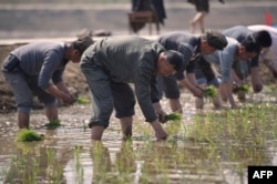 Население, согнанное на принудительные посадки риса в КНДР. 19 мая 2019 года