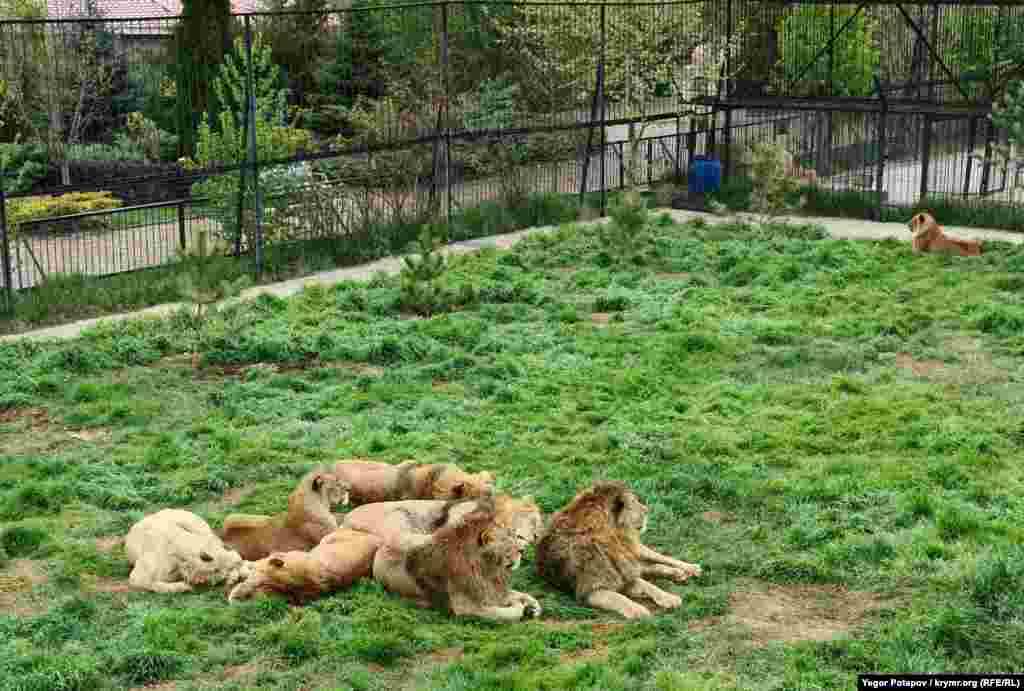 Львы любят отдыхать группами на территории &laquo;саванны&raquo;