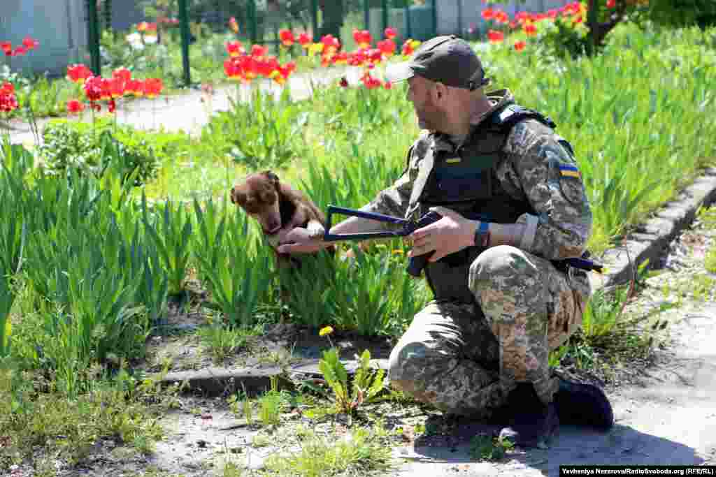 Український військовослужбовець годує полишених власниками домашніх тварин на вулиці в Гуляйполі 