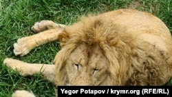 В Крыму «боевых» львов выпустили в «саванну»