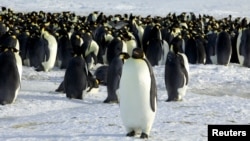 یکی از قربانیان گرمایش ناگهانی قطب جنوب، مشهورترین ساکن آن، پنگوئن امپراطور است