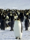 ENVIRONMENT-ANTARCTIC/PENGUINS