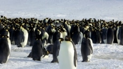 ENVIRONMENT-ANTARCTIC/PENGUINS
