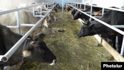 Armenia -- A cattle farm.