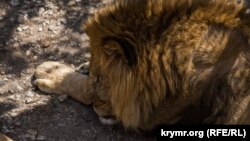 Առյուծ կենդանաբանական այգում, արխիվ