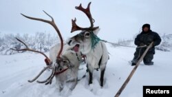 Елени в руската част на Лапландия 