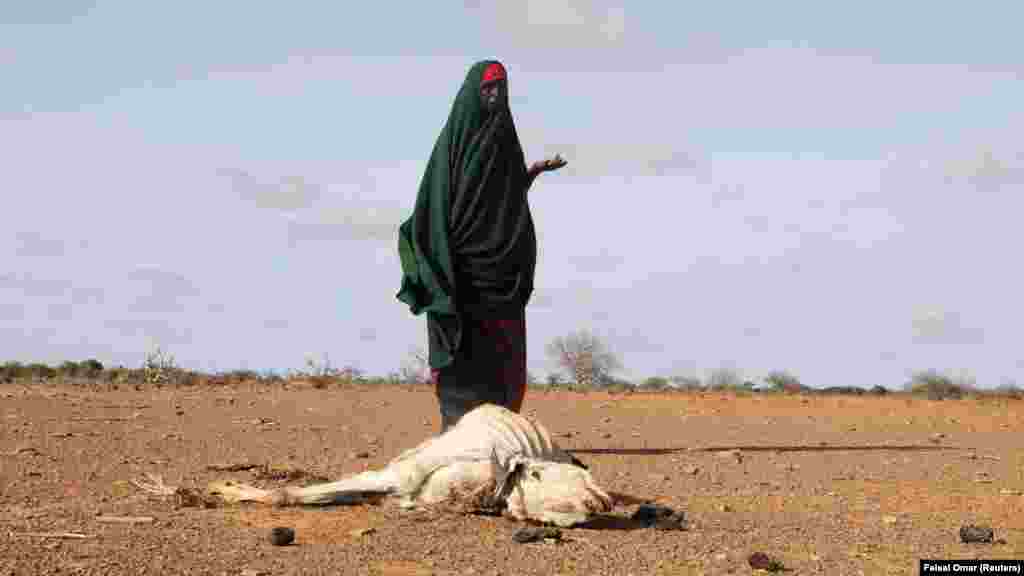 Belső menekült és a szárazság miatt elpusztult szarvasmarhája Szomáliában 2022. május 26-án