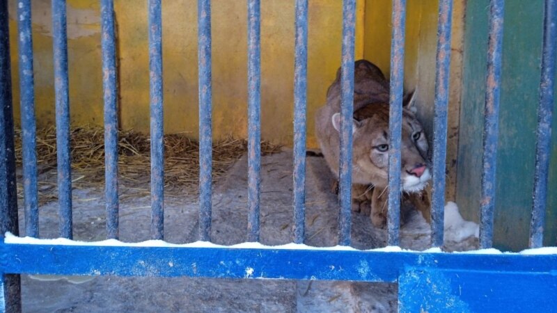 В Татарстане некуда девать животных из незаконных зоопарков