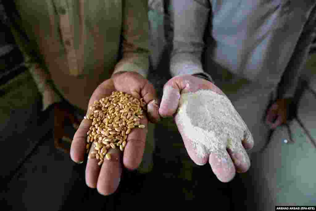 Laborers show grains of wheat and ground flour. The Russian invasion of Ukraine has disrupted the supply chain, resulting in a far smaller supply of grain than there is demand for. The scarcity of wheat has led to unrest in Pakistan, including a stampede that resulted in the death of at least one person.