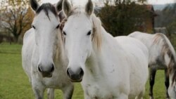 BiH i još sedam zemalja žele lipicanera na listi UNESCO-a