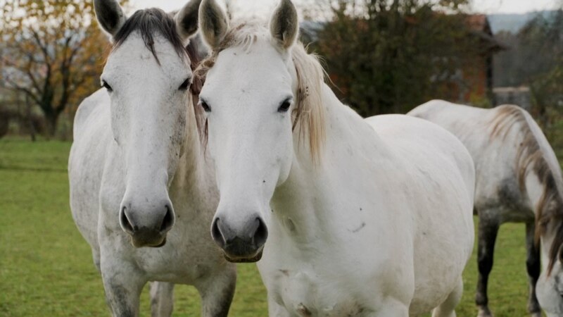 'Tradicija uzgoja konja lipicanca' upisana na listu nematerijalne kulturne baštine UNESCO-a