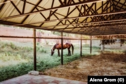 A horse on the grounds of the hospital