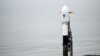 SpaceX -ის რაკეტა გაფრენის წინ. კალიფორნია. 15 დეკემბერი, 2022 წელი