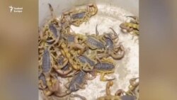 A világ legdrágább folyadékát „feji” skorpiókból egy afgán férfi