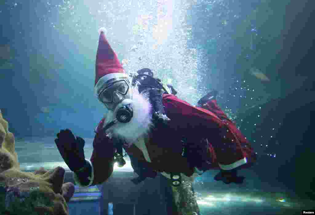Дайвер в костюме Санта-Клауса в аквариуме Sea Life в Блэкпуле, Великобритания, 14 декабря.