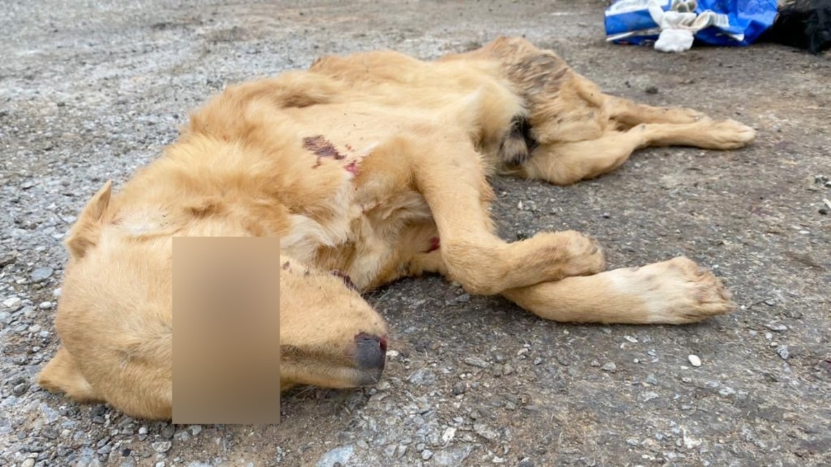 A case was opened in Astrakhan after checking a shelter with dead dogs