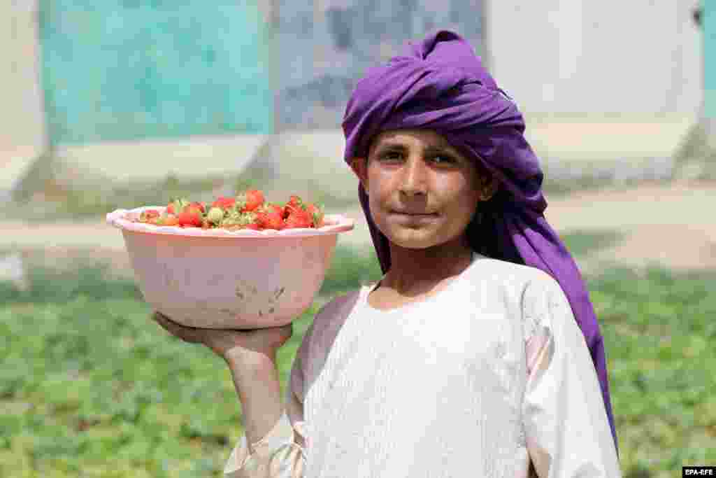 An Afghan laborer sorts strawberries at a farm in Kandahar.