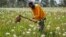 A farmer removes weeds with a hoe at a flower plantation near Nairobi, Kenya. Russia's war in Ukraine has pushed up fertilizer prices that were already high, made scarce supplies rarer still, and squeezed farmers, especially those in the developing world struggling to make a living.