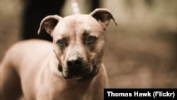 Сабака, ілюстрацыйнае фота