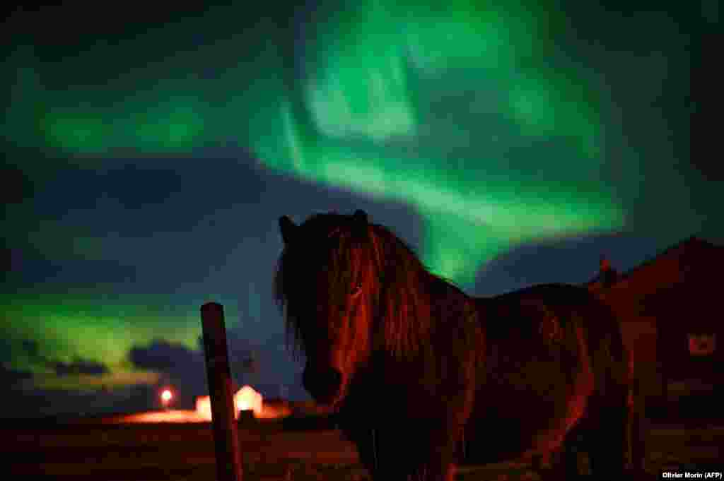 A pony stands under the Northern Lights in Unstad in northern Norway. (AFP/Olivier Morin)