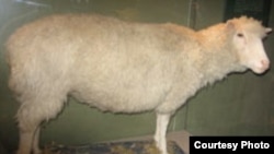 Чучело овечки Долли выставлено в Королевском Музее Шотландии. <a href= "http://en.wikipedia.org/wiki/Image:Dollyscotland.JPG" target=_blank>Wikipedia.</a>
