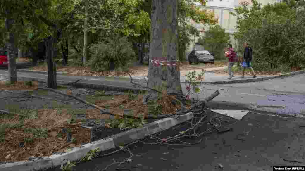 Упавшая ветка на улице Шелкунова в микрорайоне Стрелецкой бухты