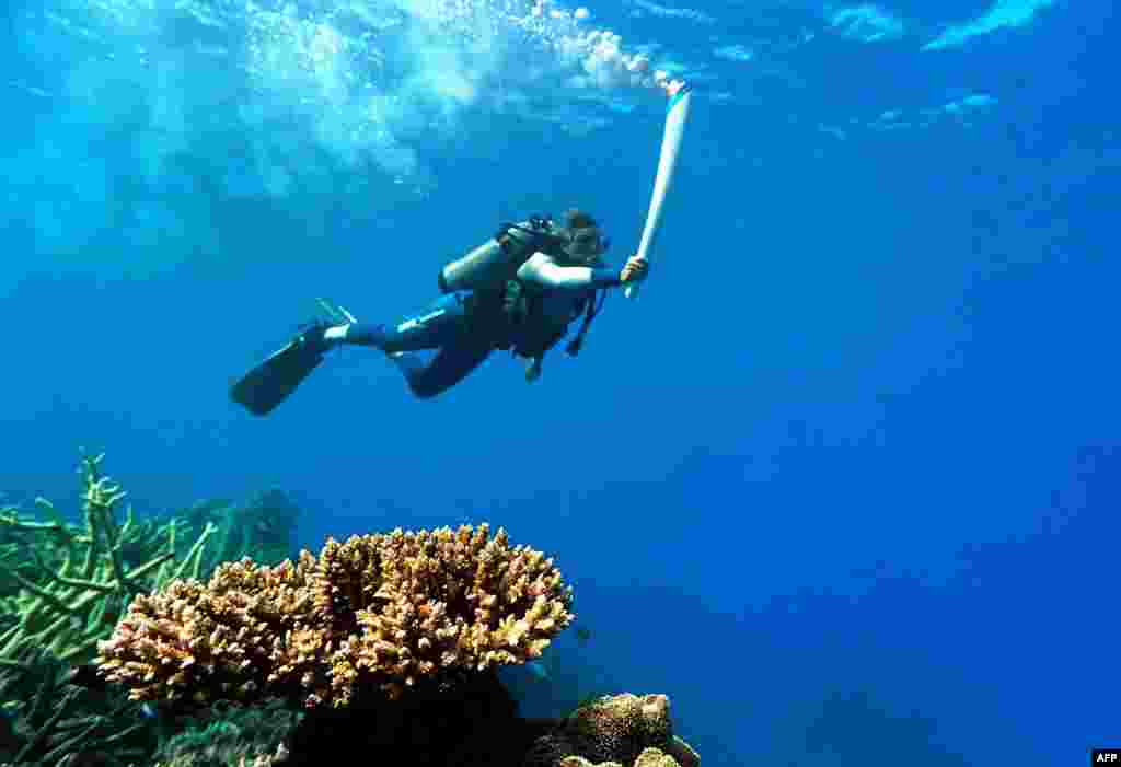 Using a specially designed flare, Australian diver Wendy Craig Duncan carries the Olympic torch underwater along the Great Barrier Reef in June 2000.