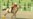 Turkmen Leader Takes Fall In Horse Race
