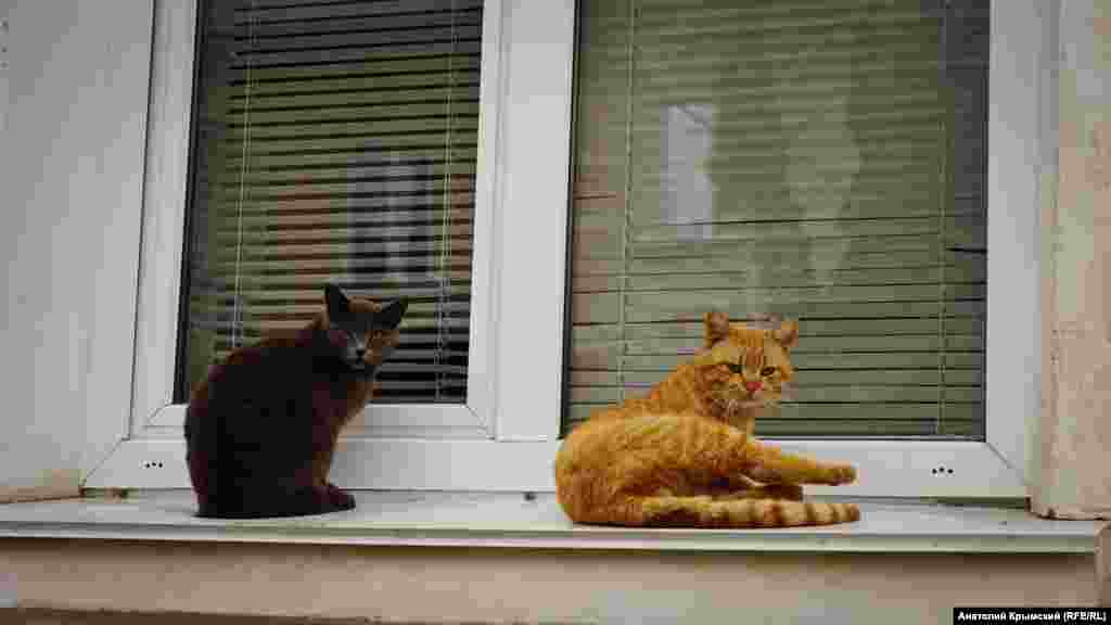 Весенний Инкерман. Два кота недовольны, что фотограф нарушил их покой