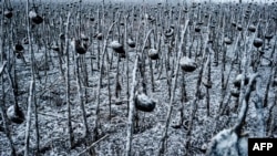 Несобранный урожай подсолнухов возле Стаханова. Апрель 2015 года