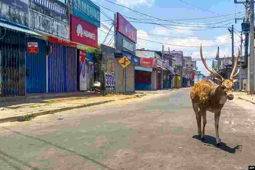 Дикий олень бродит по пустынной улице во время общенациональной строгой изоляции в портовом городе Тринкомали, Шри-Ланка