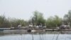 Kolonija pelikana na Skadarskom jezeru