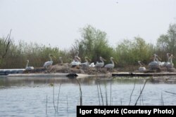 Kolonija pelikana na Skadarskom jezeru, 13. april 2022.