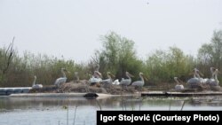 Kolonija pelikana na Skadarskom jezeru