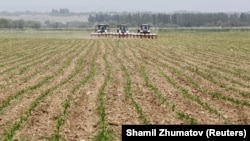 Фермеры Казахстана в этом году пострадали из-за засушливого лета и дождей в период сбора