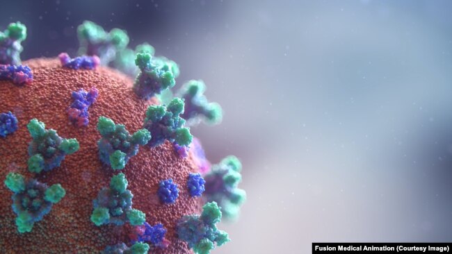 تصویری از کرونا ویروس SARS-CoV-2 همراه با پروتئین S (به رنگ سبز) متصل به سطح پاکت ویروسی