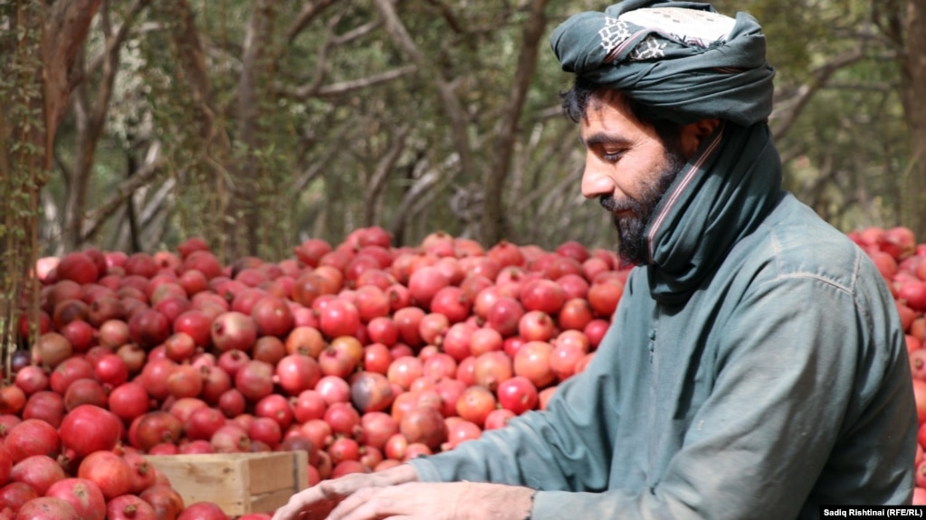 Most of Kandahar pomegranates are exported to foreign countries. 2024/11/10 د کندهار انار چې ډېری يې بهرنيو هېوادونو ته صادريږي.