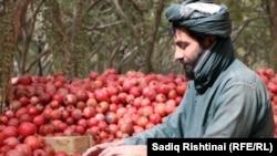 Most of Kandahar pomegranates are exported to foreign countries.
2024/11/10
د کندهار انار چې ډېری يې بهرنيو هېوادونو ته صادريږي.