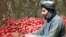 Most of Kandahar pomegranates are exported to foreign countries.
2024/11/10
د کندهار انار چې ډېری يې بهرنيو هېوادونو ته صادريږي.