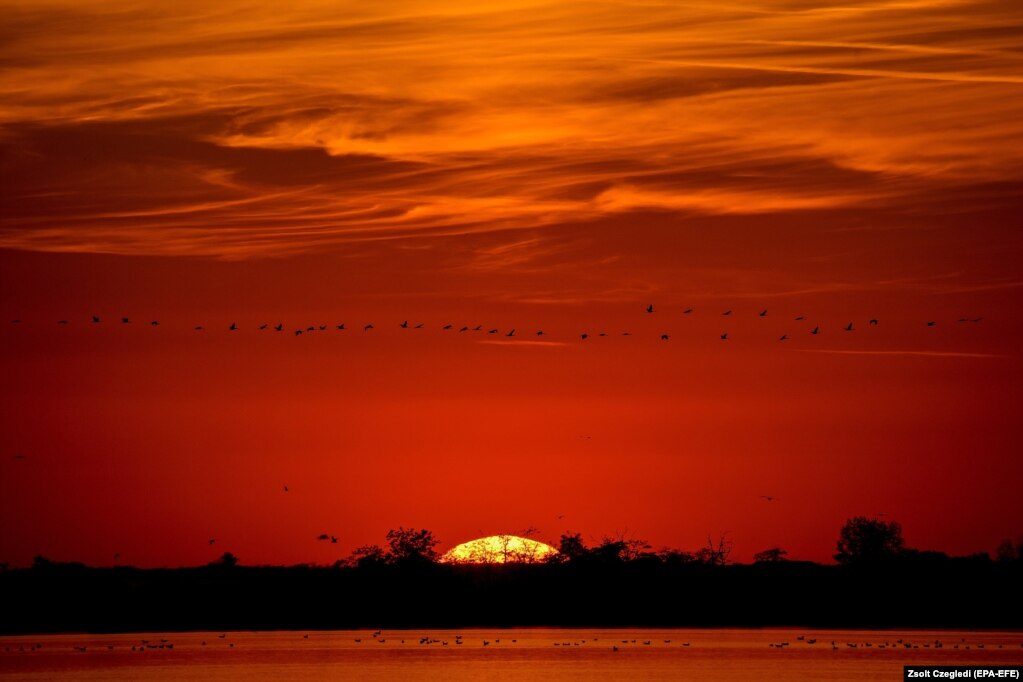 Серые журавли прилетают на ночлег на закате над озером Элепи в степи Хортобадь на северо-востоке Венгрии.