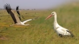 Batken - Kyrgyzstan - stork - september 2022