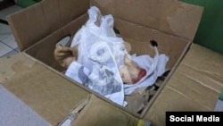 Коробка, в которой видна отрезанная голова свиньи в завернутом пакете. Портал Orda.kz утверждает, что коробку подложили редакции