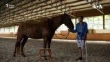 Horses Helping Wounded Ukranian War Vets Heal 