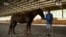 Horses Helping Wounded Ukranian War Vets Heal 
