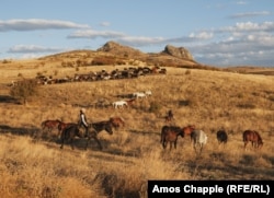 The horse herd moves around a slower-moving group of cows on the migration route, as it passes the mountain of the St. Elias Monastery, near Dedoplis Tskaro.