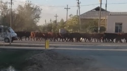 Чорасиз чорвадор молларини ҳокимиятга ҳайдаб борди