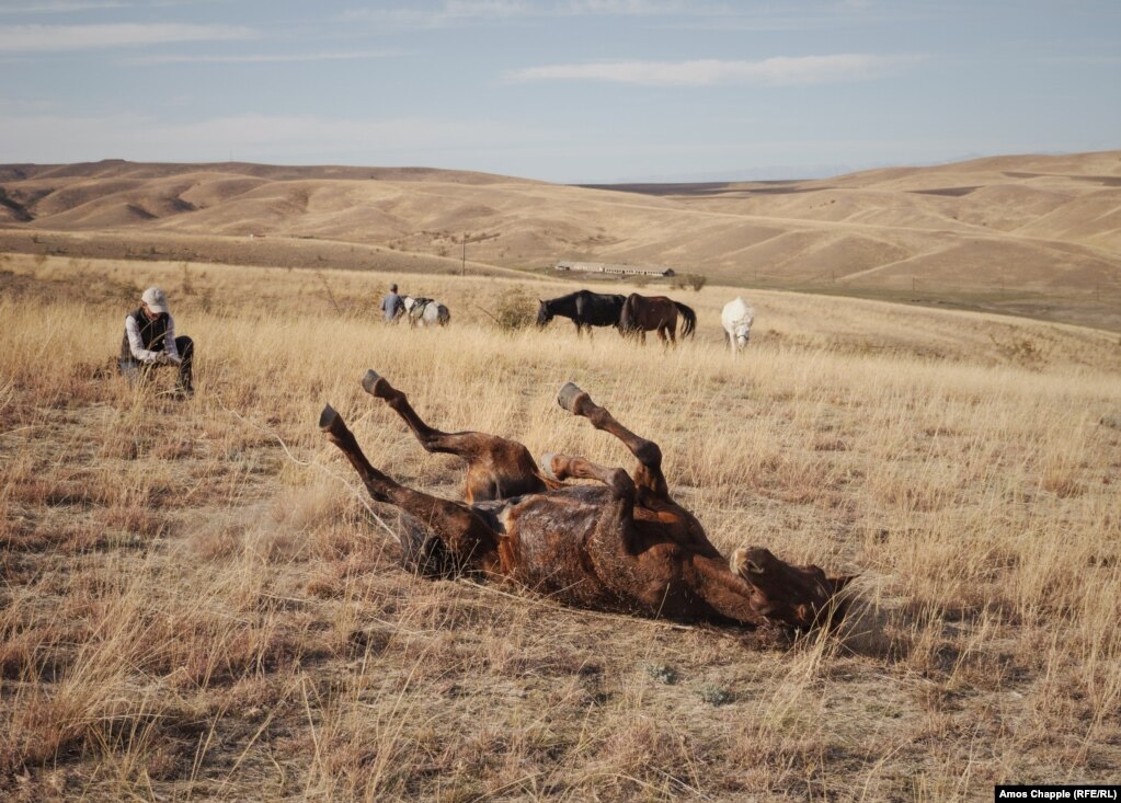 One of Ididze's horses rolls in the grass in the winter pastures above Eldari, where the horses will spend the next several months before returning to the mountains in spring.