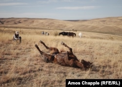 One of Ididze's horses rolls in the grass in the winter pastures above Eldari, where the horses will spend the next several months before returning to the mountains in spring.