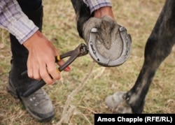 Ididze removes a broken horseshoe. The twin "heels" that give Tusheti horses grip on mountain tracks can be seen at the ends of the shoe.